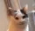 n_catcringe