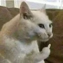 vien_meochowtf vien_meochowtf
