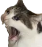 ahhhcat Discord Emoji