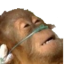 meme_life_support Discord emoji