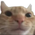 ly_catstare