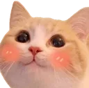 KittenBlush