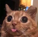 blep blep