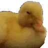 RSDuckShake RSDuckShake
