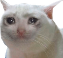 cat_cry Discord emoji
