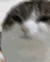 eggcat