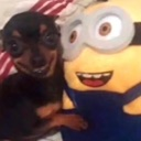 dog_minion Discord emoji