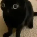 cat3