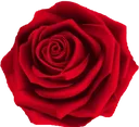 z_rose z_rose