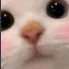 meocute