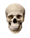 AndroidSkull