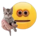 kitty