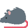 szczur