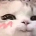 catblush catblush