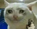 SadCatPointGun