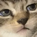 catunimpressed