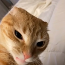 die