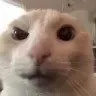 cat_wh
