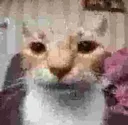 hi hi