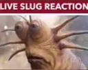 HG_LiveSlugReaction HG_LiveSlugReaction