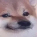 smugDoggo