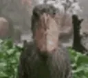 shoebird