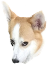einWut Discord emoji