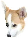 einWut