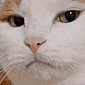 tologo Discord emoji