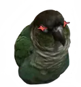 angry_ceo