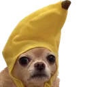 banana_dog