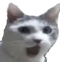 catpog