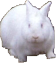 Z_Killerrabbit Discord emoji