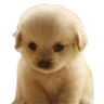 p_dixonsad Discord emoji