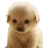 p_dixonsad p_dixonsad
