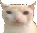 bruhCat bruhCat