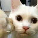 cat_MWAH Discord Emoji