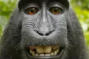 Macaca_nigra_selfportrait__rotat