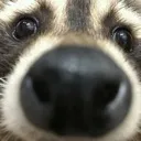 sniff