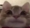 wut