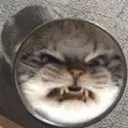 grrrrr