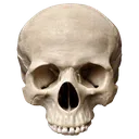 IDXskull