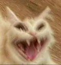 catscream