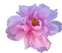 emoji_54