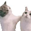 kissahomie_sal