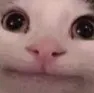 politecat