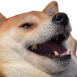 Dogelol Dogelol