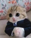 su_cutecat Discord emoji