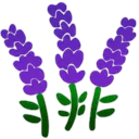 bl_lavander