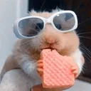 coolhamster2